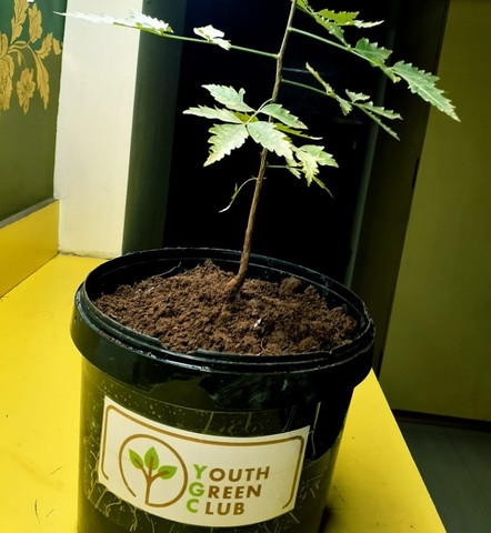 Plant Donation